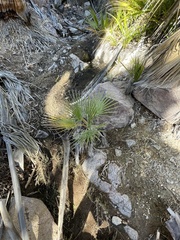 Washingtonia filifera