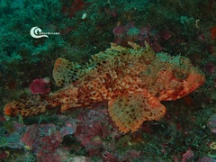 Scorpaena notata