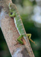 Polychrus marmoratus