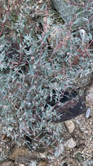 Euphorbia pediculifera