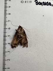 Noctuidae