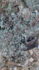 Euphorbia pediculifera