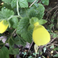 Calceolaria