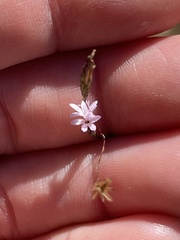 Lessingia micradenia