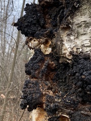 Inonotus