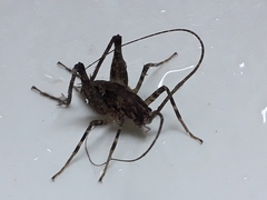 Pleioplectron simplex