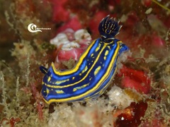 Felimare cantabrica