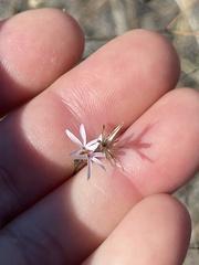 Lessingia micradenia