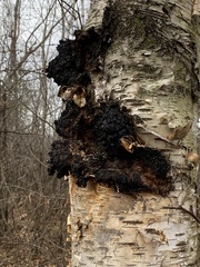Inonotus