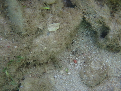 Malacoctenus macropus