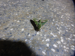 Xylophanes chiron