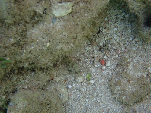 Rosy blenny (Malacoctenus macropus) — Labrisomidae