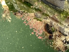 Ectopleura crocea
