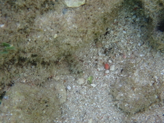 Malacoctenus macropus