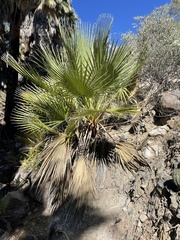 Washingtonia filifera