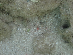 Malacoctenus macropus