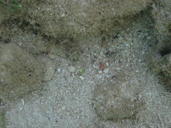 Malacoctenus macropus