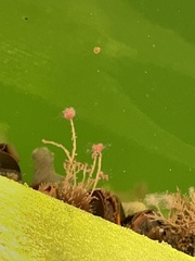 Ectopleura crocea