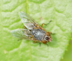 Calliphora stygia