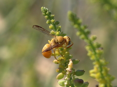 Chlorodynerus