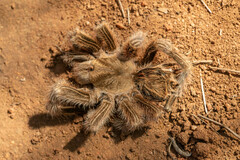 Grammostola rosea