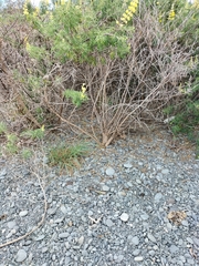 Charadrius bicinctus bicinctus