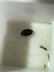 Laccophilus maculosus