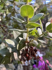 Arctostaphylos regismontana