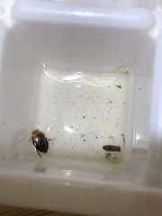 Laccophilus maculosus