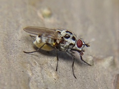 Anthomyia pluvialis