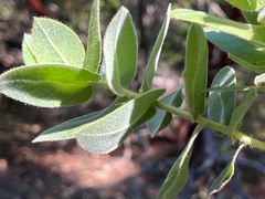 Arctostaphylos regismontana