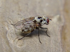 Anthomyia pluvialis