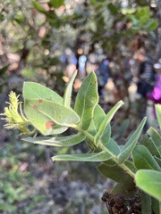 Arctostaphylos regismontana
