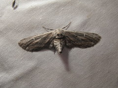 Holochroa dissociarius