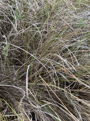Sporobolus pumilus