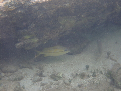 Haemulon flavolineatum