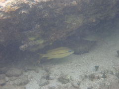 Haemulon flavolineatum