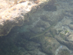Aulostomus maculatus