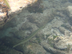 Aulostomus maculatus