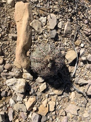 Echinocactus horizonthalonius