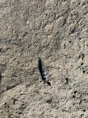 Terebridae