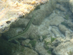Aulostomus maculatus