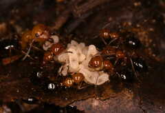 Camponotus lateralis