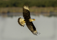 Caracara plancus cheriway