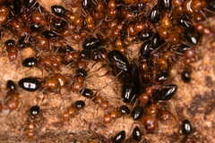 Camponotus lateralis