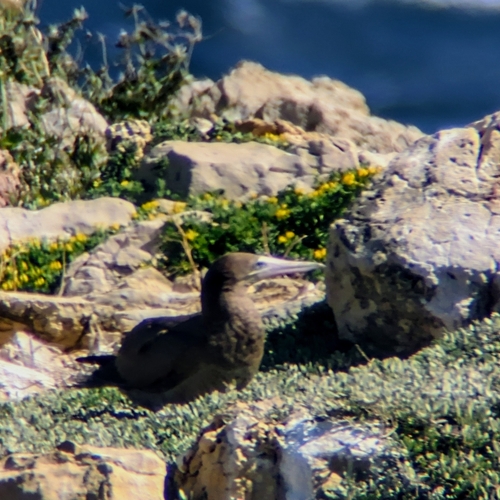 Piquero pardo (Sula leucogaster)