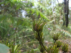Pultenaea petiolaris