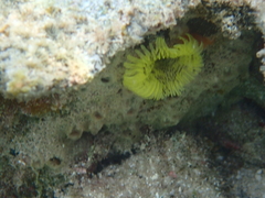 Notaulax occidentalis