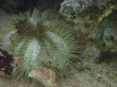 Lytechinus variegatus