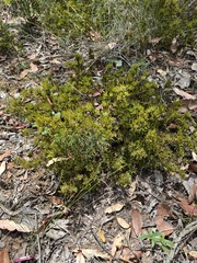 Pultenaea petiolaris